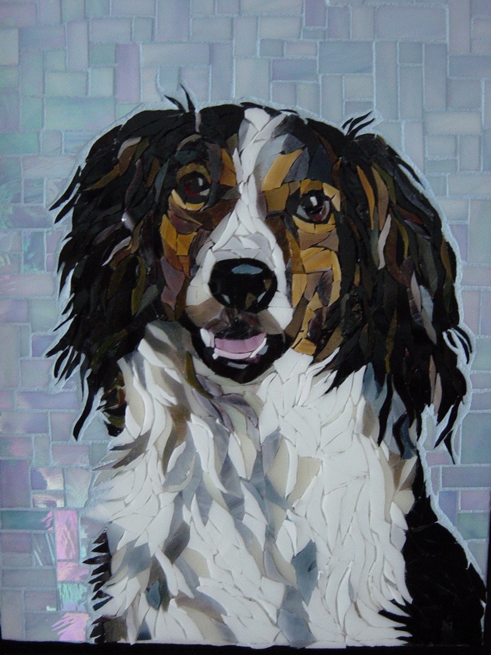 a portrait of Christopher, a border collie spaniel mix dog